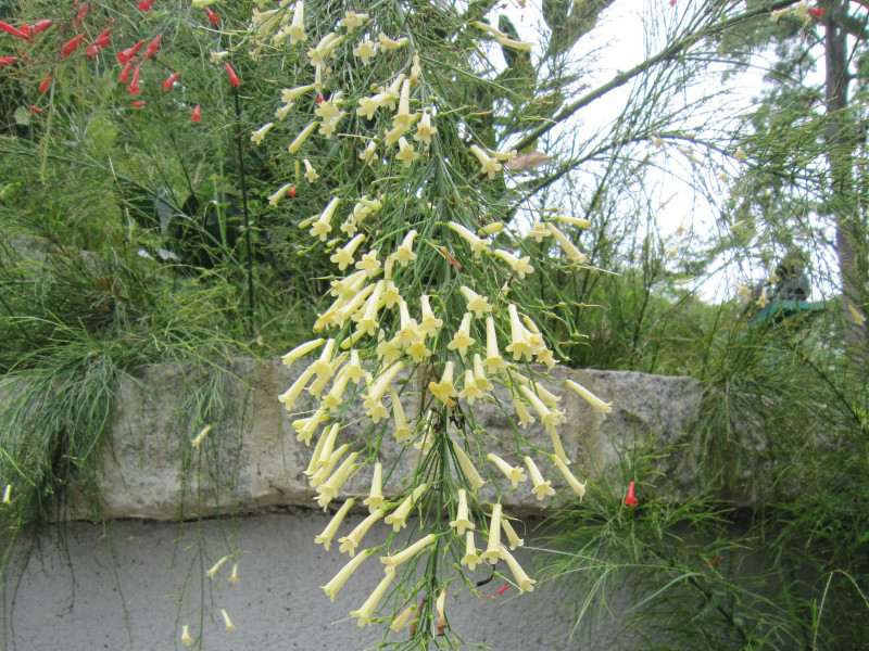 Coral plant