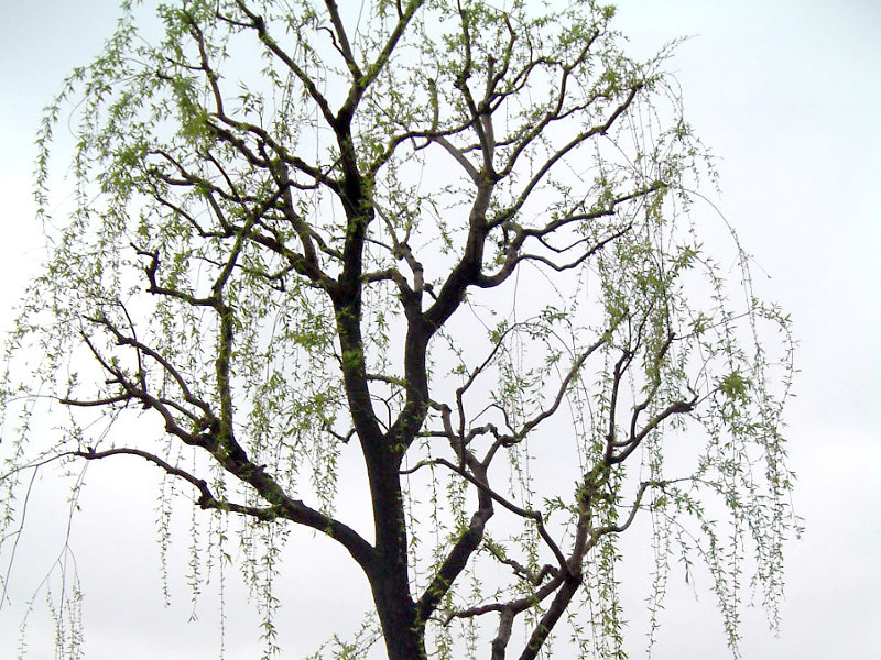 Weeping Willow