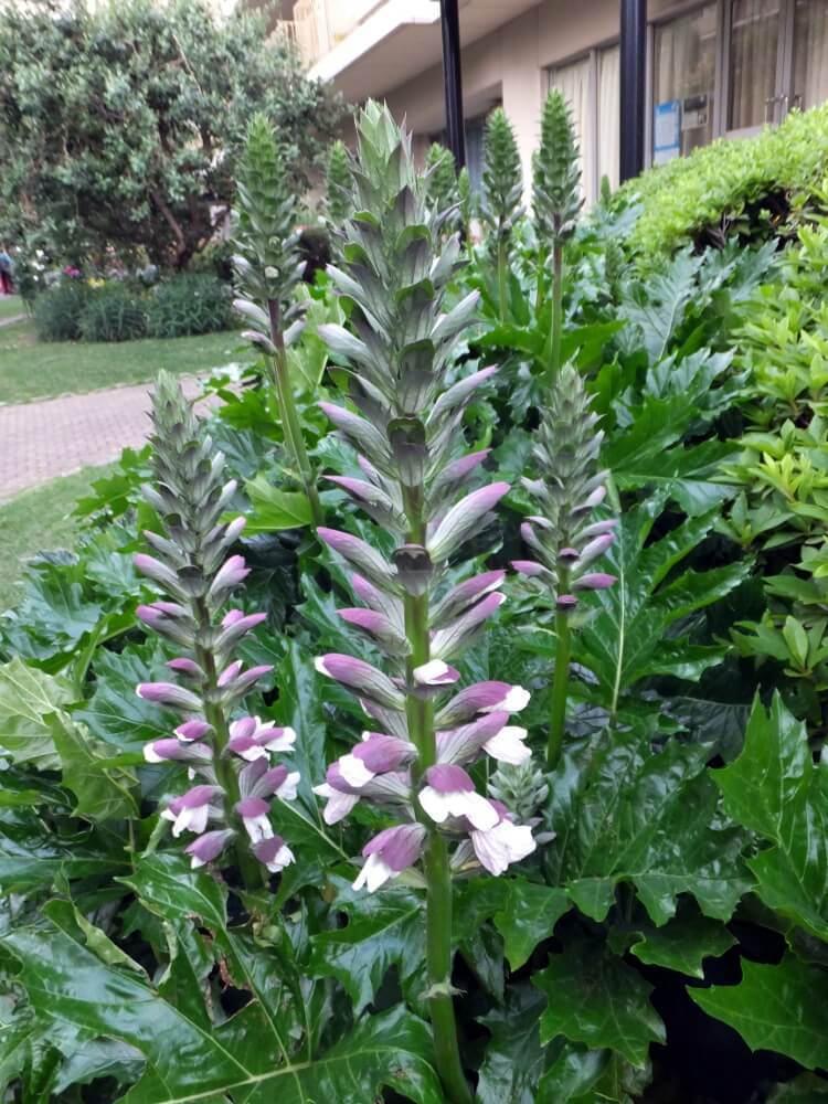 Acanthus