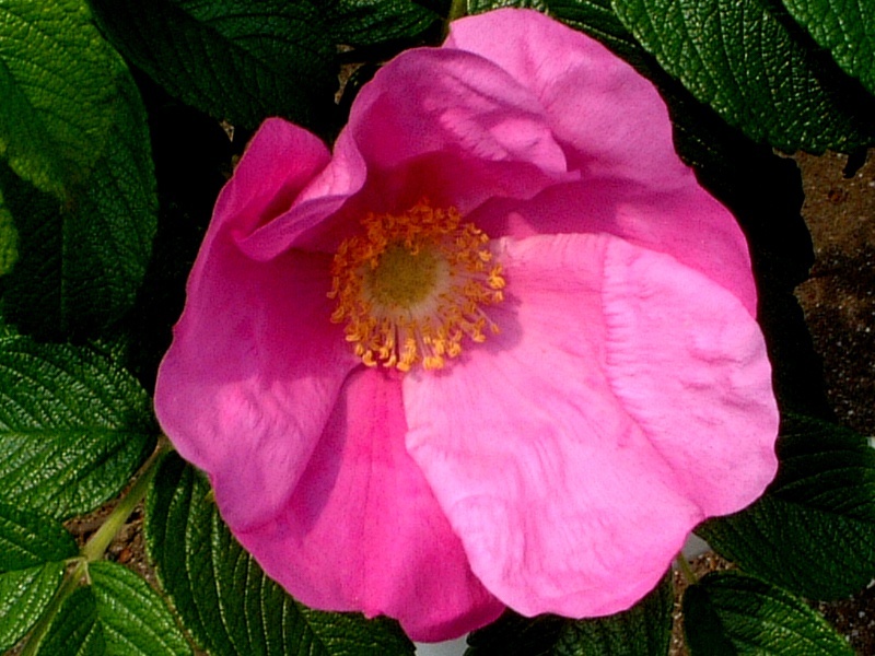 Rosa rugosa