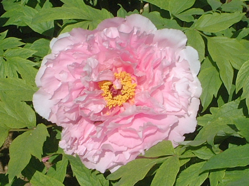 ボタン Paeonia Suffruticosa かぎけん花図鑑