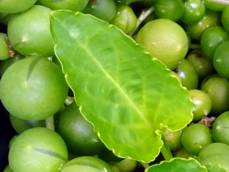 ミドリノスズ Senecio Rowleyanus かぎけん花図鑑