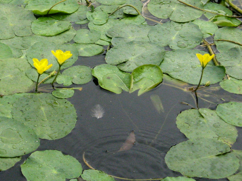 Nymphoides peltata