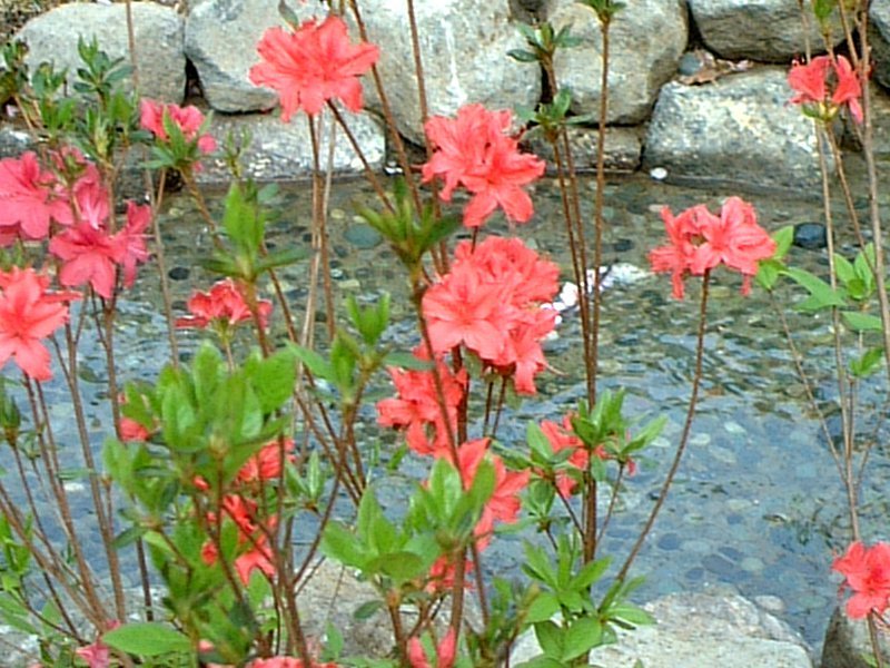 Rhododendron kaempferi