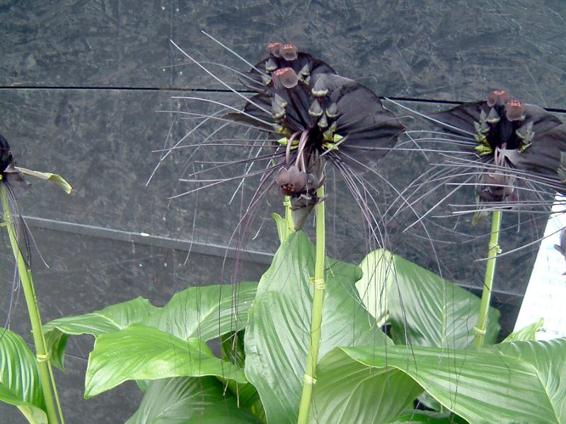 Black bat flower