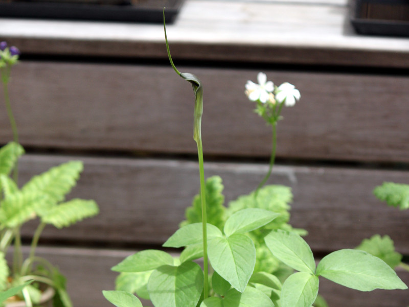 カラスビシャク Pinellia Ternata かぎけん花図鑑