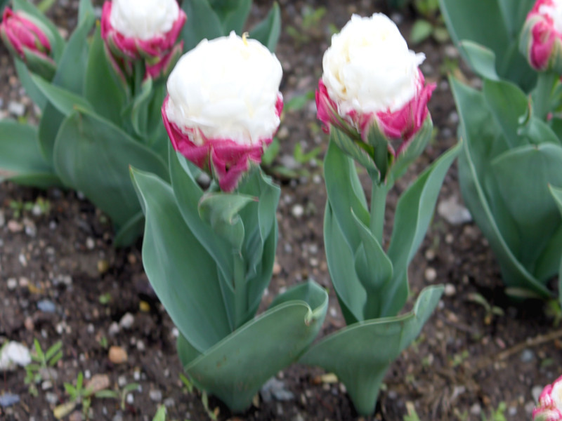 チューリップ アイスクリーム Tulipa Cv Icecream かぎけん花図鑑