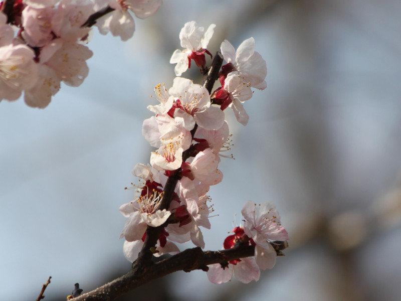 杏 Prunus Armeniaca L 科技研花图画书