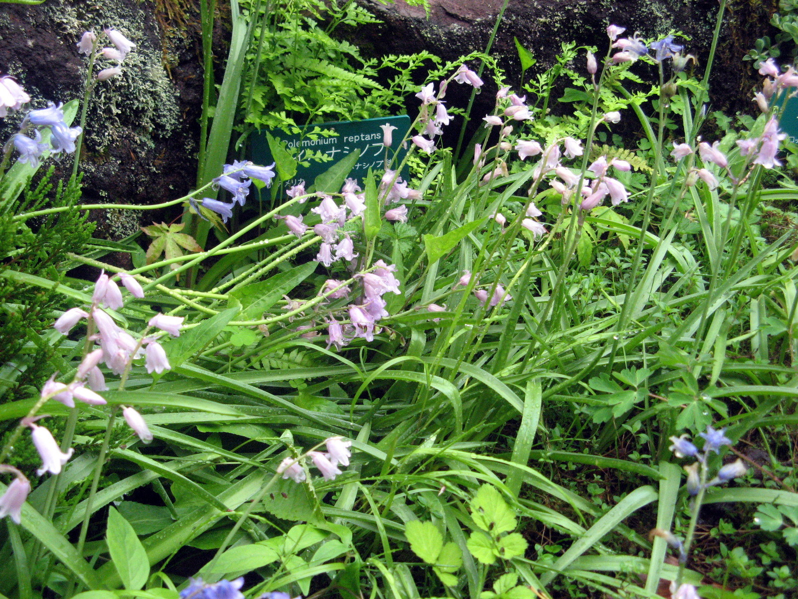 イングリッシュ ブルーベル Hyacinthoides Non Scripta かぎけん花図鑑