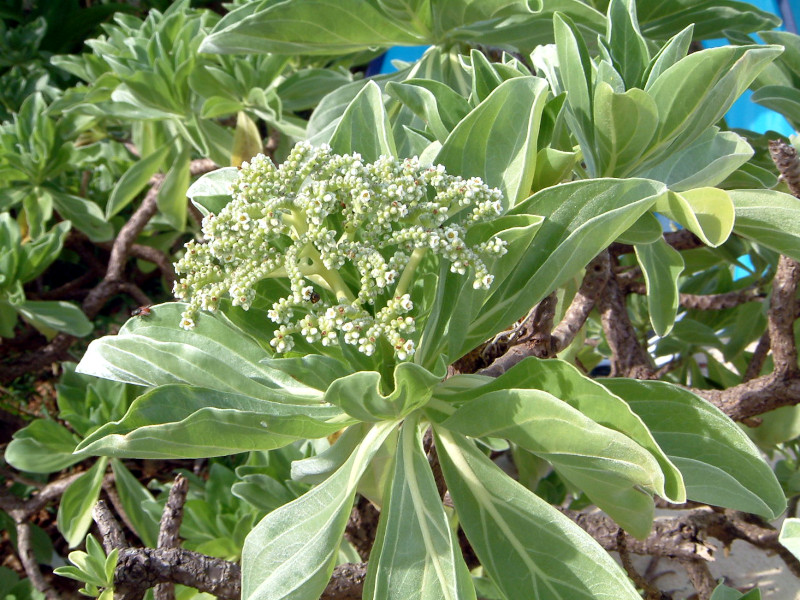 Beach heliotrope