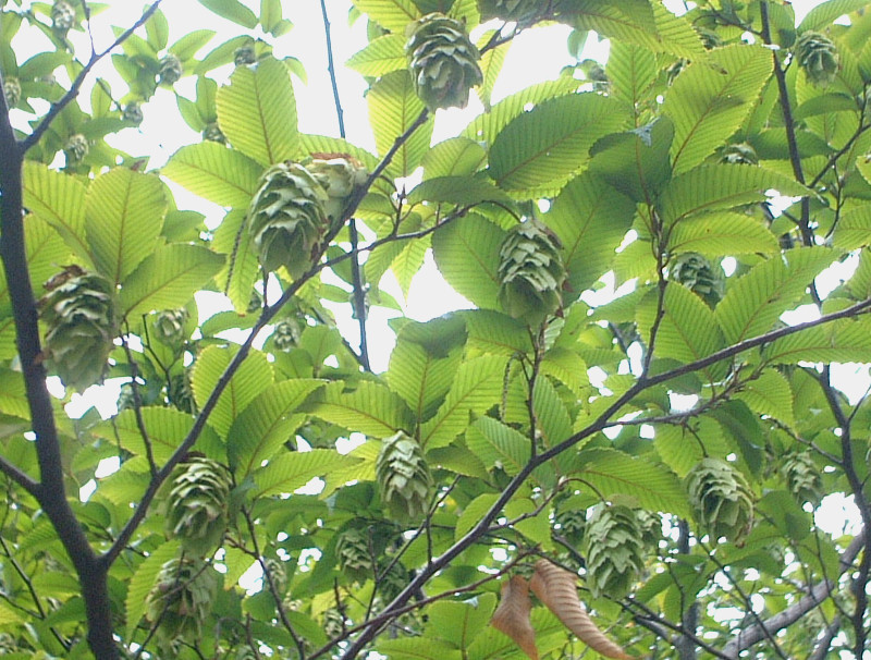 イヌシデ Carpinus Tschonoskii かぎけん花図鑑