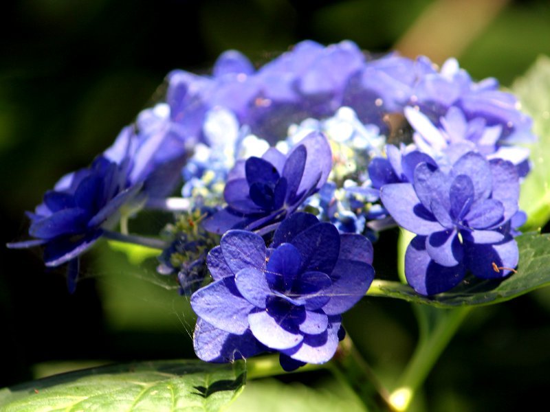 Hydrangea Tsukigumi H Cv Himiko Flower Database