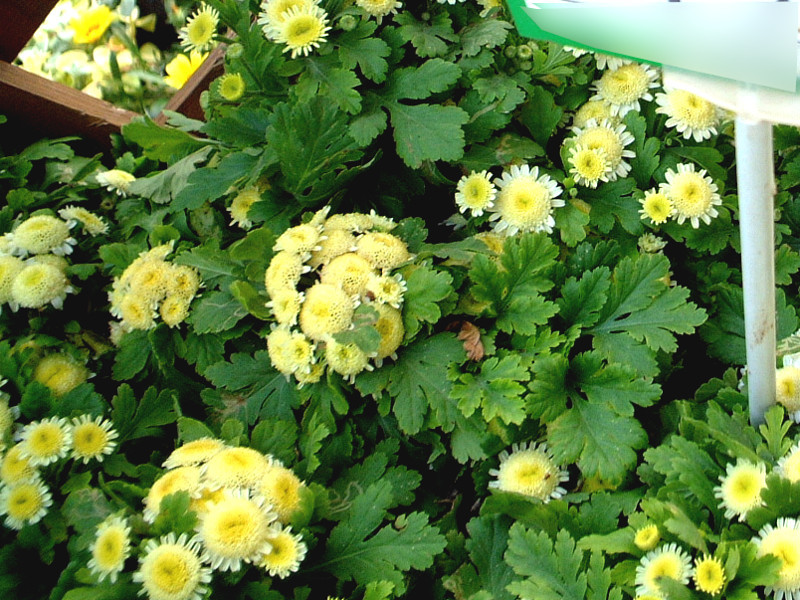 feverfew