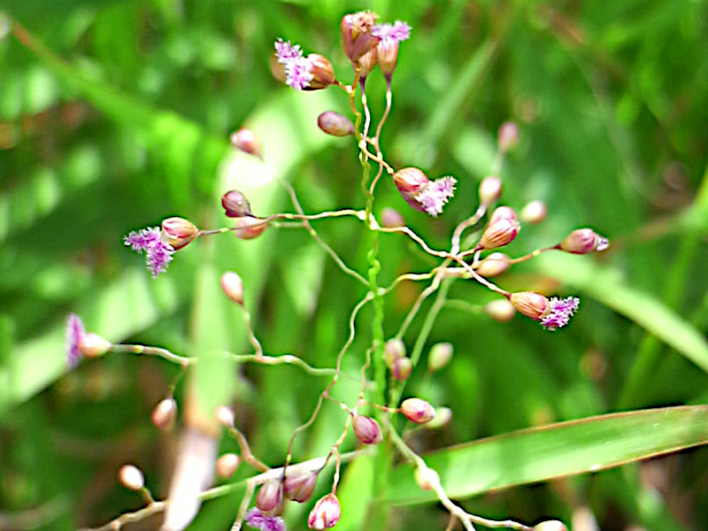 Isachne globosa