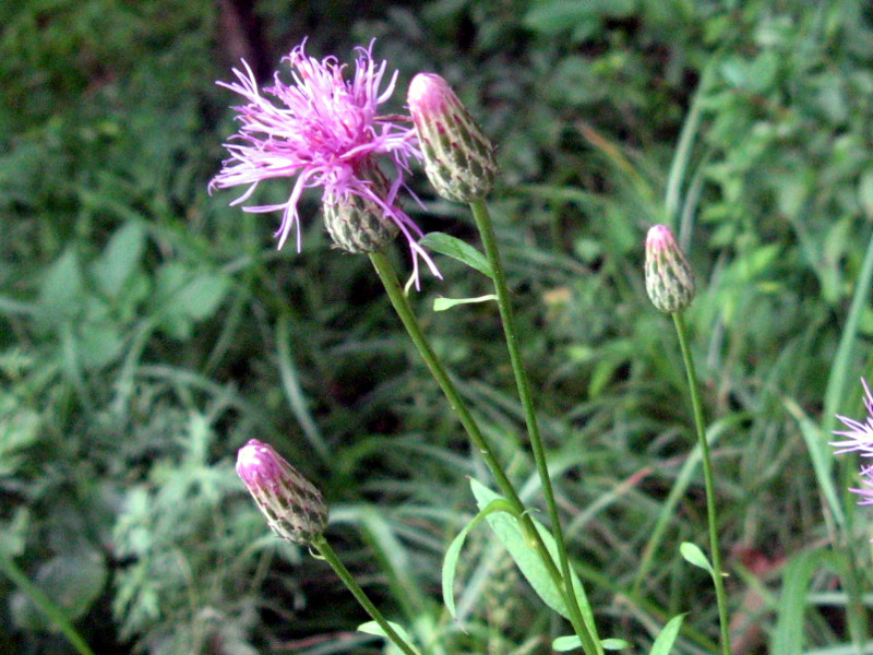 Serratula coronata