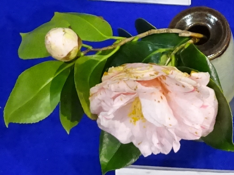 椿 花の舞 Camellia Japonica Harunomai かぎけん花図鑑