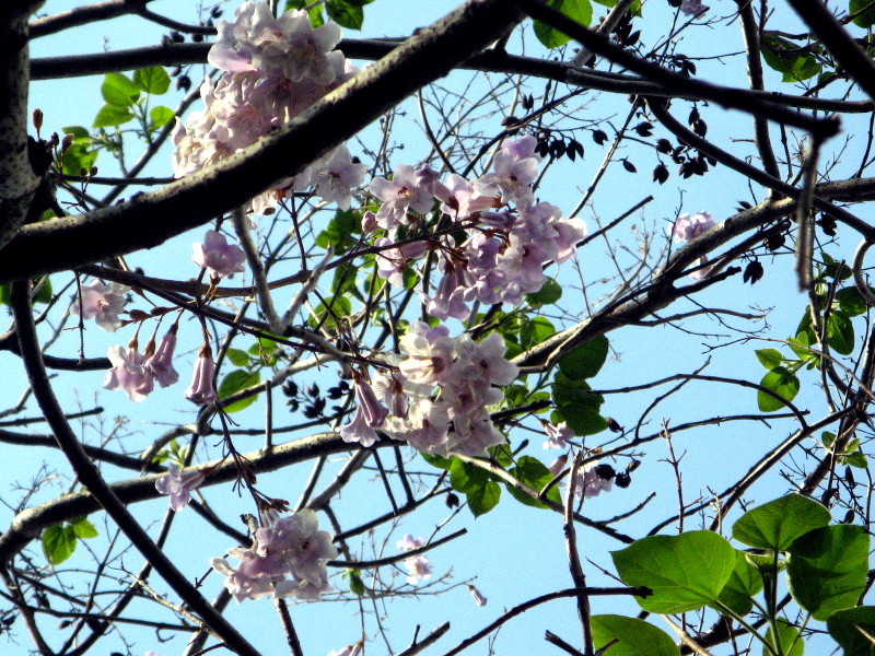 Paulownia tomentosa