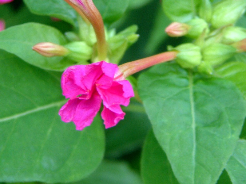 Mirabilis jalapa