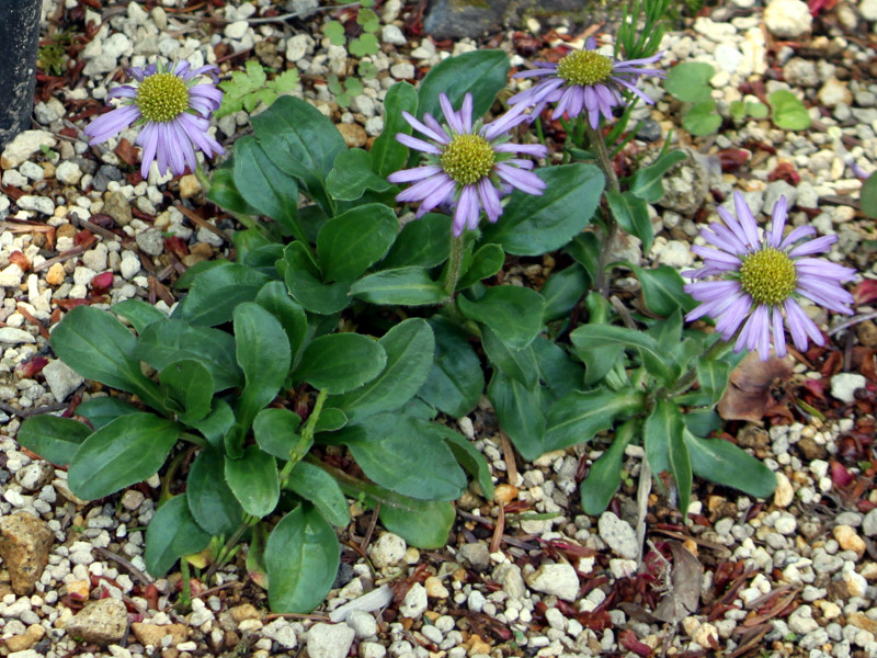 ミヤマアズマギク Erigeron Thunbergii Subsp Glabratus かぎけん花図鑑