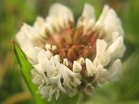 Trifolium repens