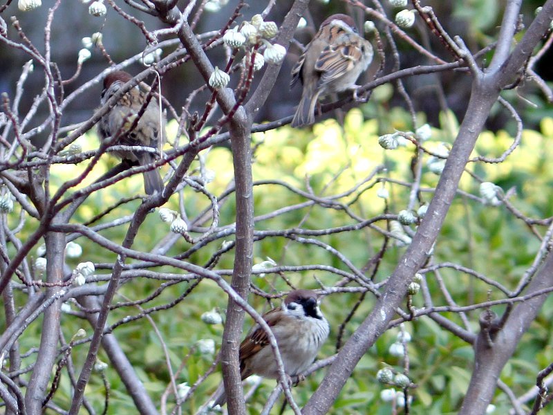 Oriental paperbush