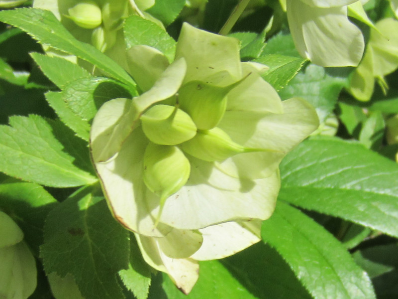 Helleborus orientalis