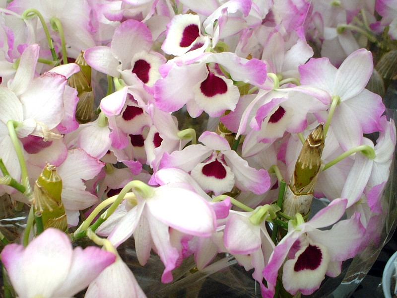 デンドロビウム Dendrobium Spp かぎけん花図鑑