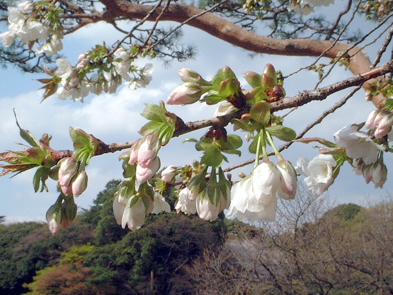 Oshima-zakura