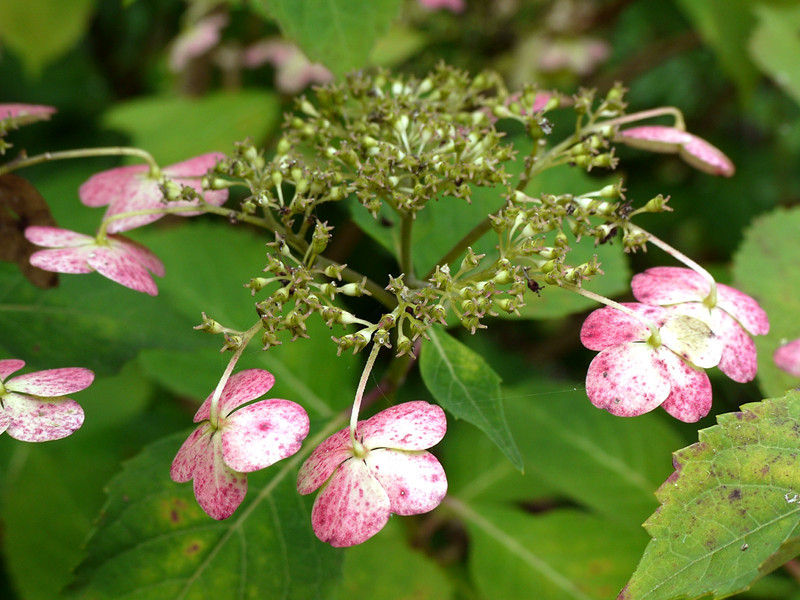 甜茶 Hydrangea Macrophylla Var Thunbergii 科技研花图画书