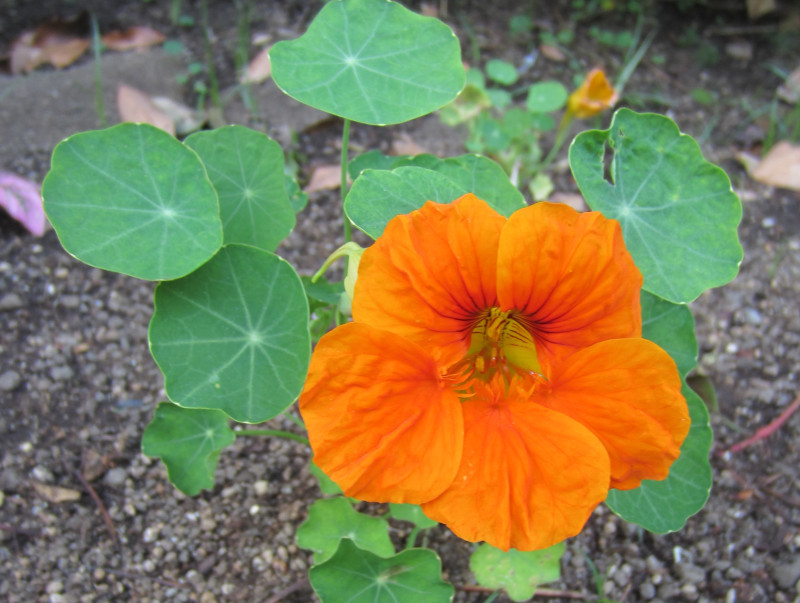 キンレンカ Tropaeolum Majus かぎけん花図鑑