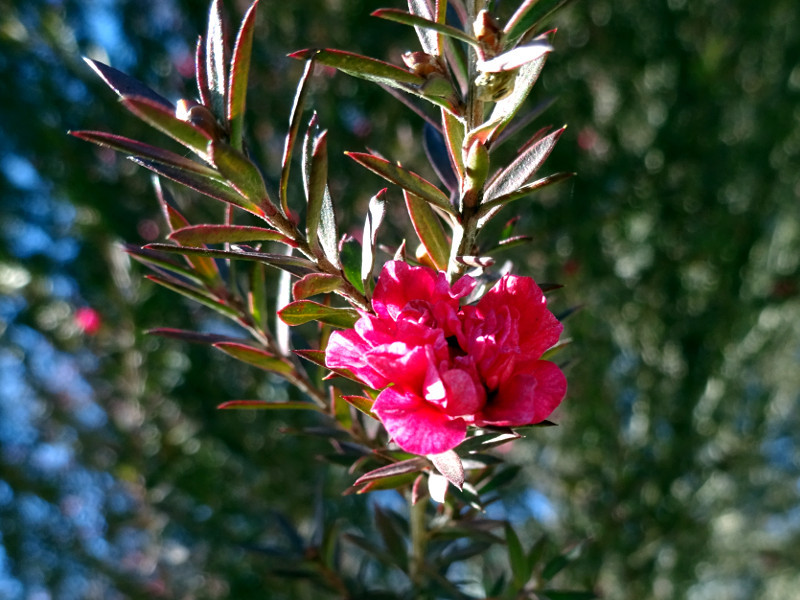 松红梅 Leptospermum Scoparium 科技研花图画书