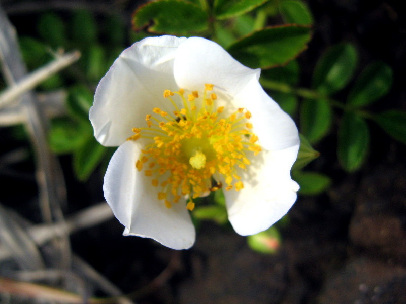 テリハノイバラ Rosa Wichuraiana かぎけん花図鑑