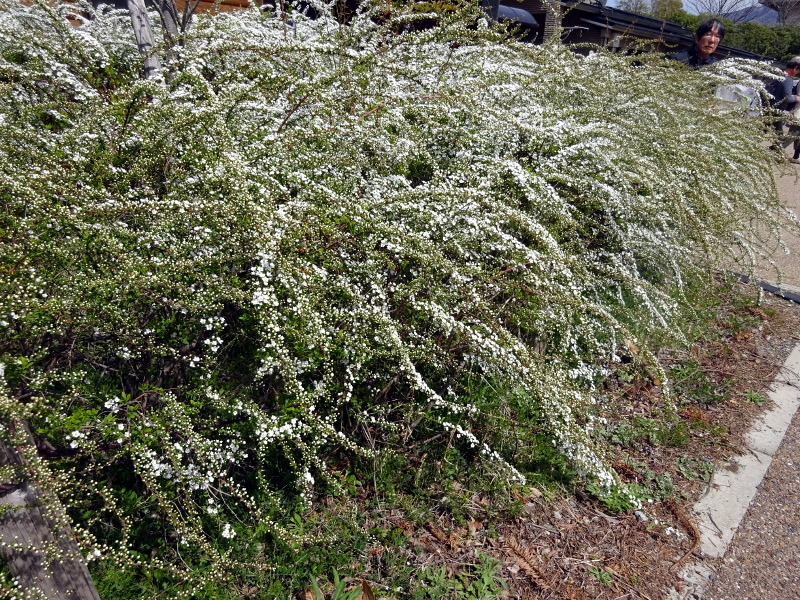 Thunberg's meadowsweet