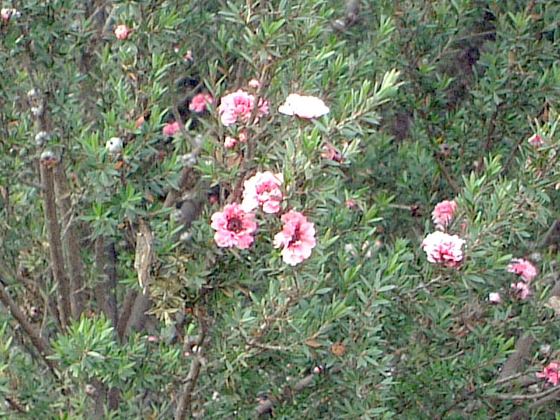 松红梅 Leptospermum Scoparium 科技研花图画书