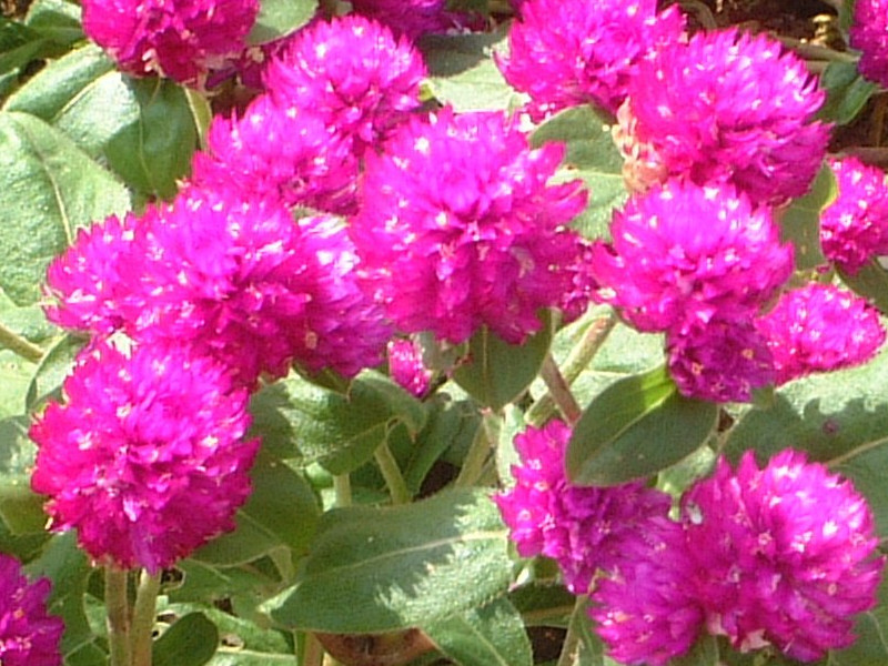 千日紅 Gomphrena Globosa 科技研花图画书