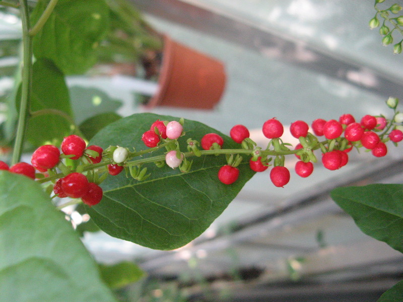 ジュズサンゴ Rivina Humilis かぎけん花図鑑