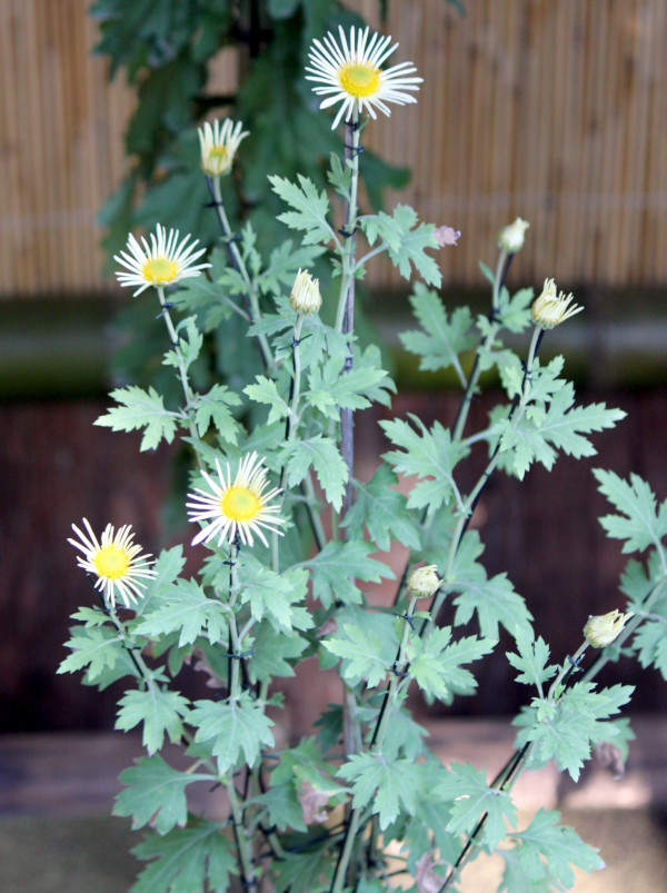 肥後菊 菊>古典菊