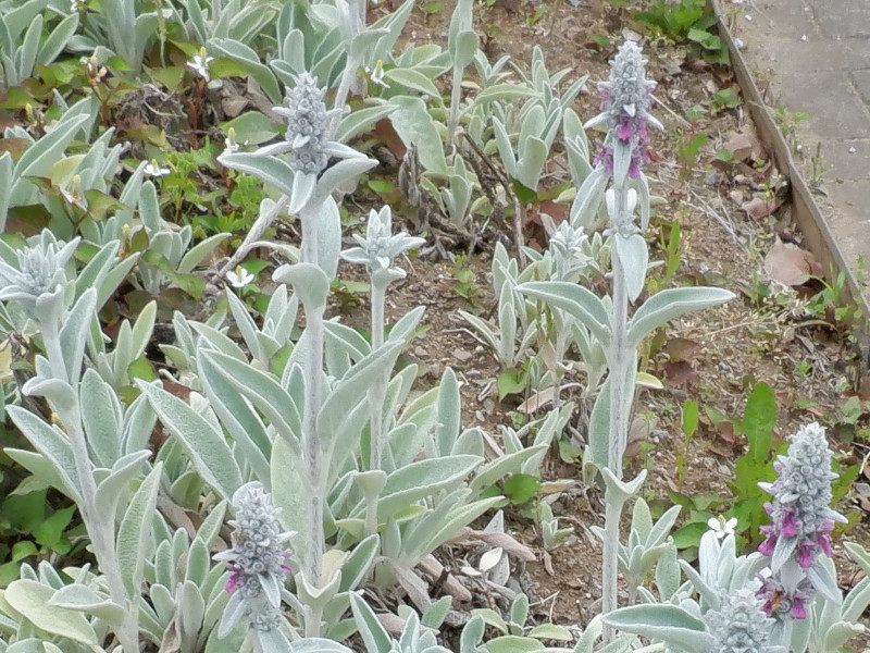 Lamb's ear