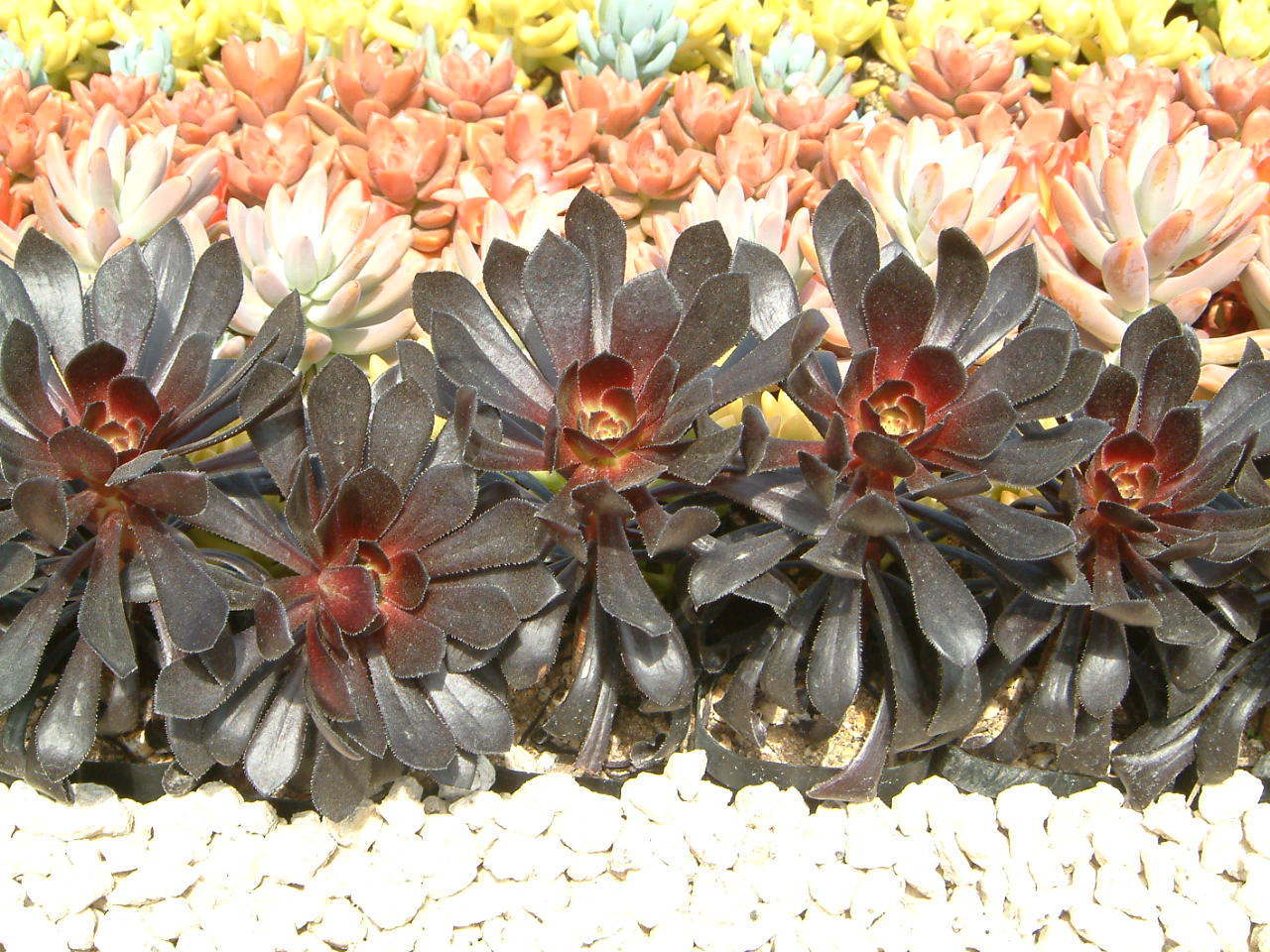 Aeonium arboreum