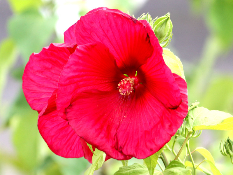 Hibiscus moscheutos