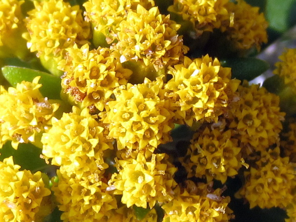 gold and silver chrysanthemum