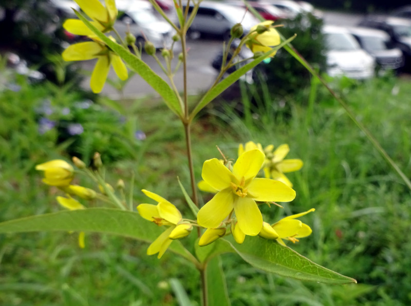 yellow loosestrife