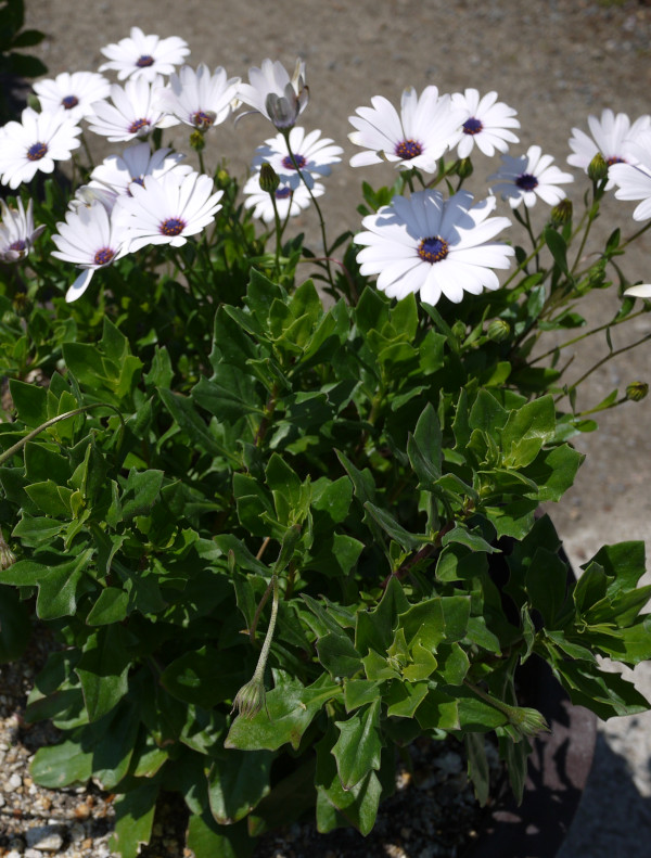 Osteospermum