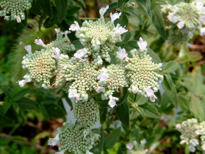 マウンテンミント Pycnanthemum Pilosum かぎけん花図鑑