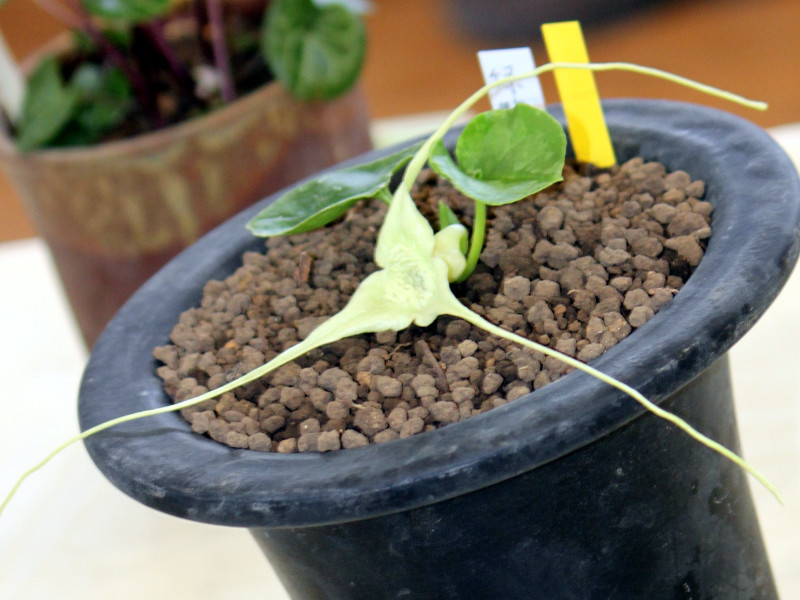 Asarum minamitanianum