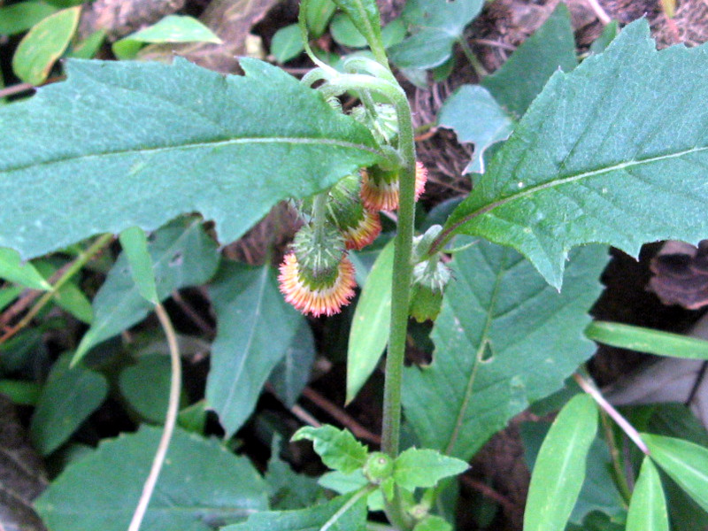 Crassocephalum crepidioides