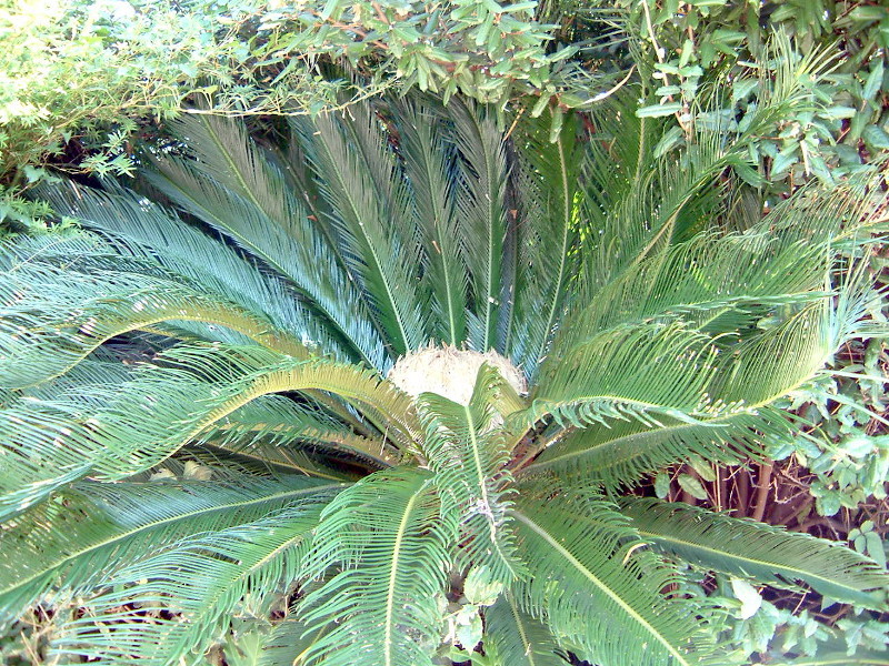 ソテツ Cycas Revoluta かぎけん花図鑑