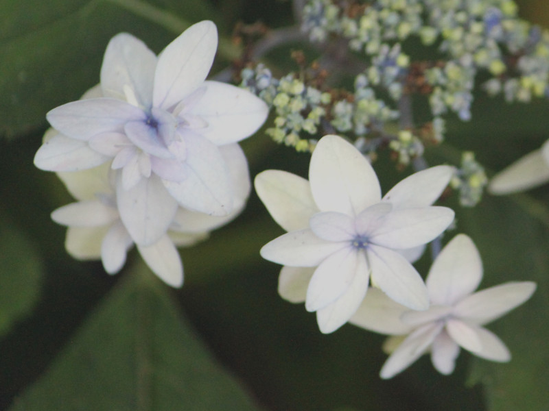 山紫陽花　'菊咲七段花'