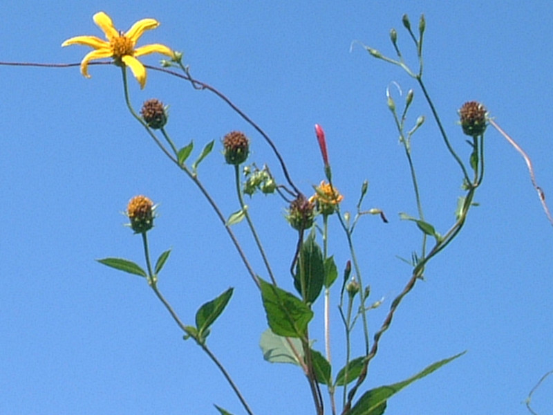 菊芋