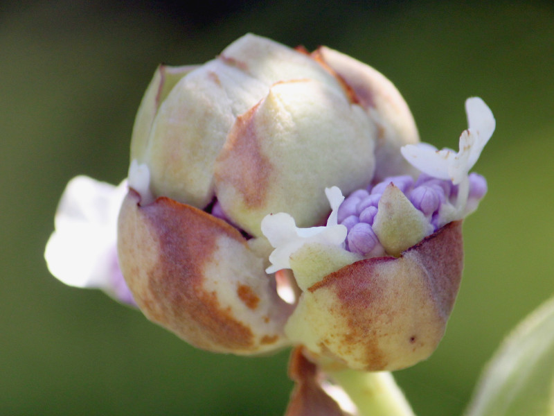 Tama hydrangea